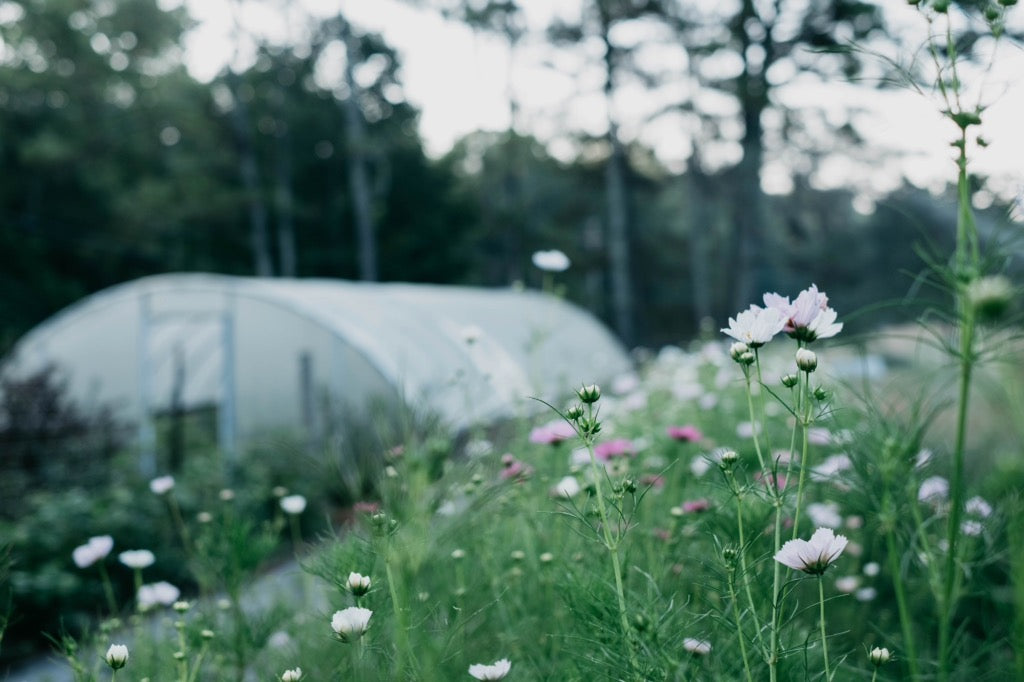 Basil & Bergamot Tour | Part I