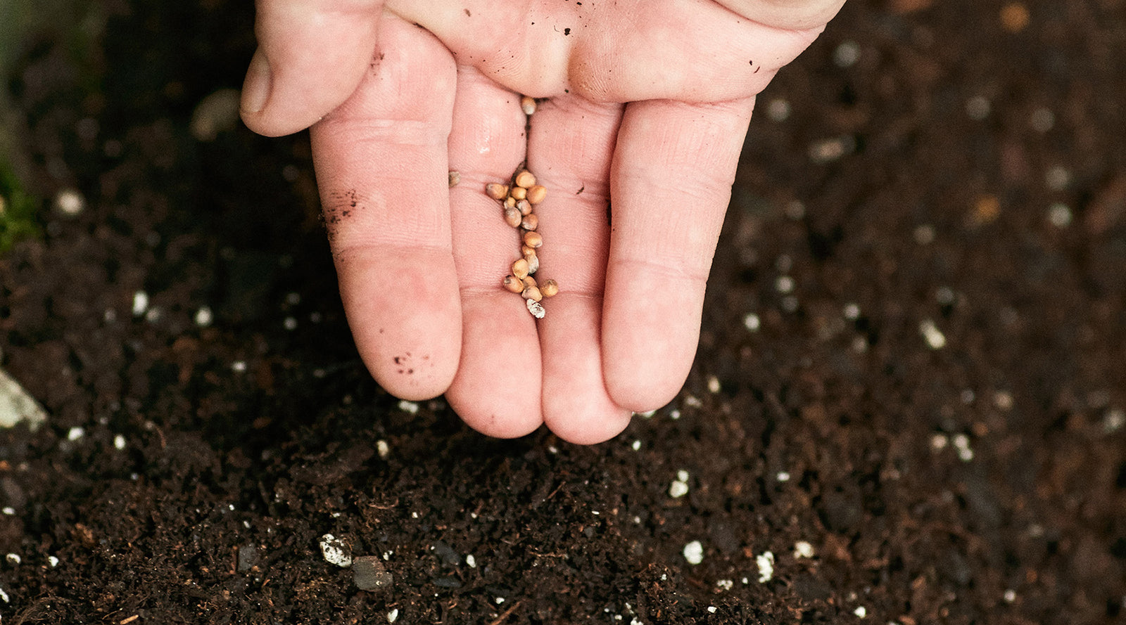 Starting a Garden with Seeds