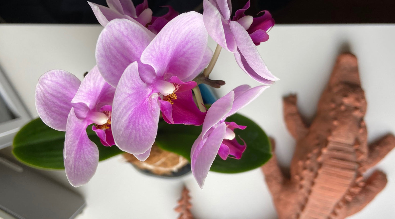 February | Spring Dreamin'