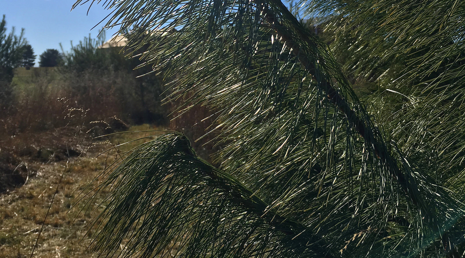 Hope Christmas Trees