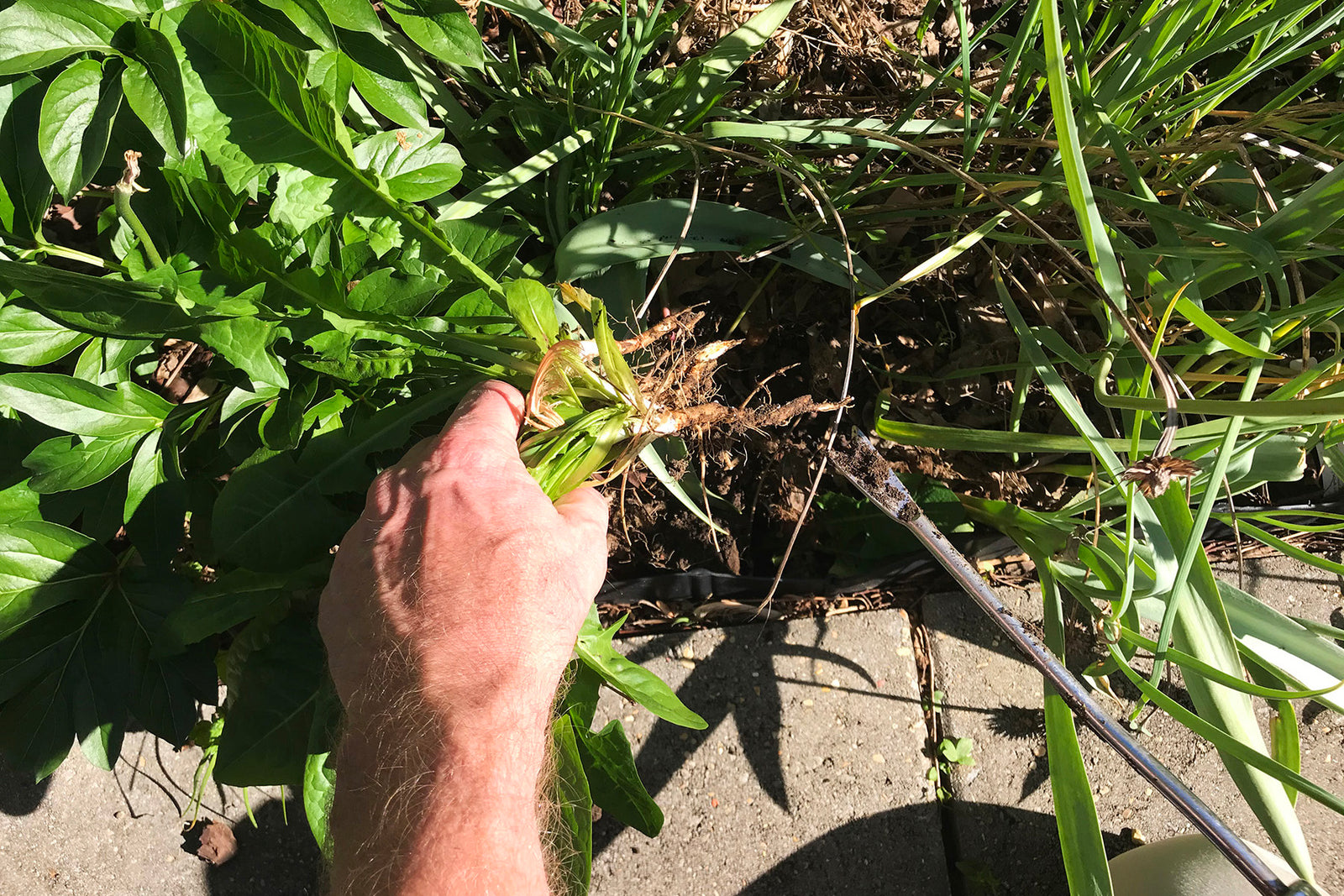 Native Gardens in Nashville