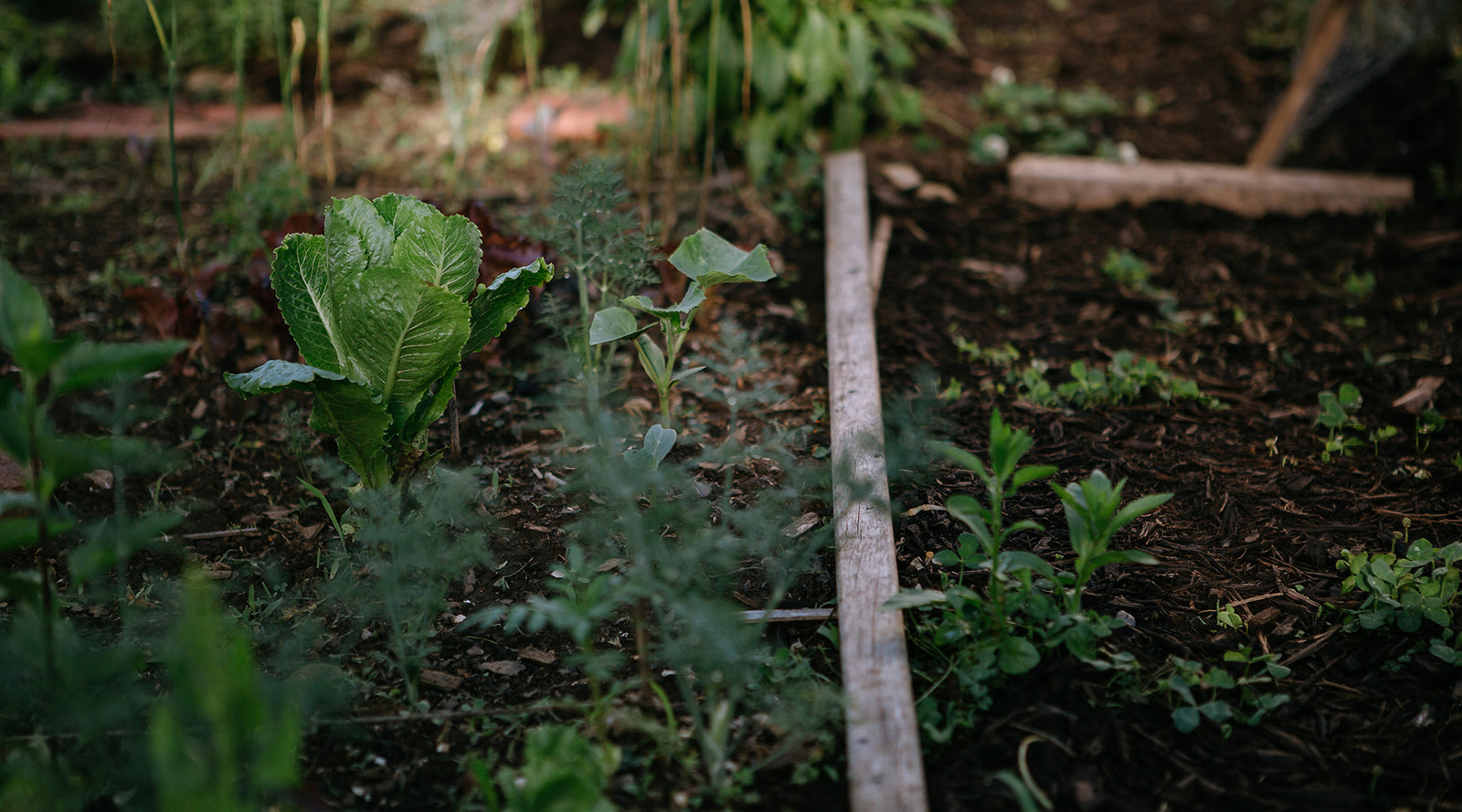 January | A Fresh Start