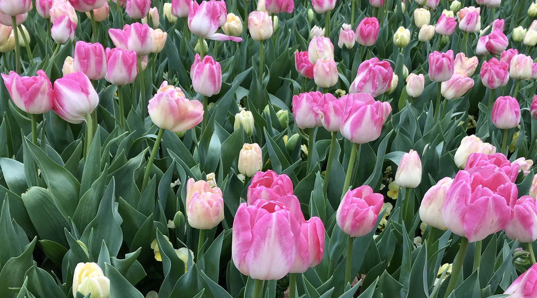 When to Plant Tulips 