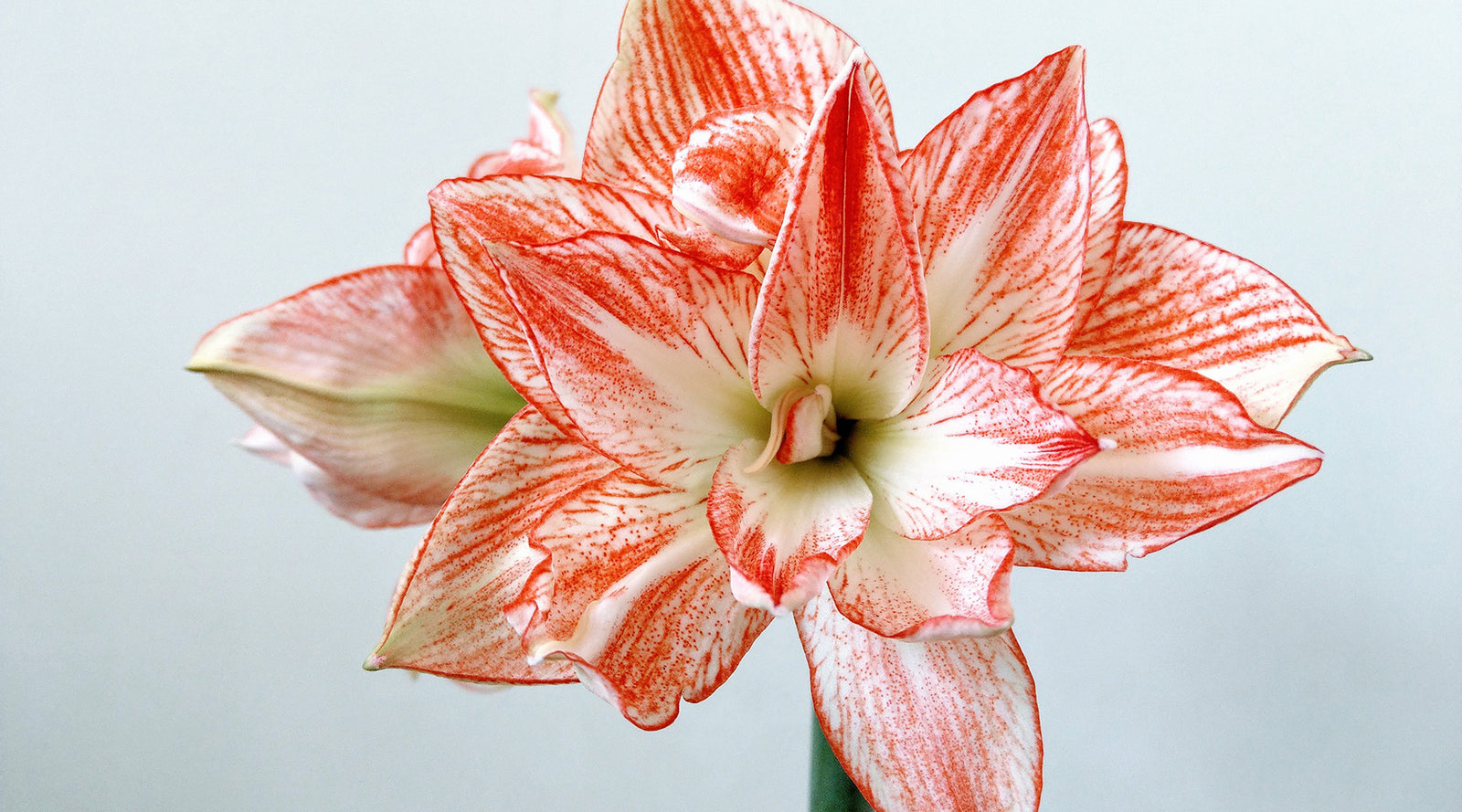 Pink Variegated Amaryllis 