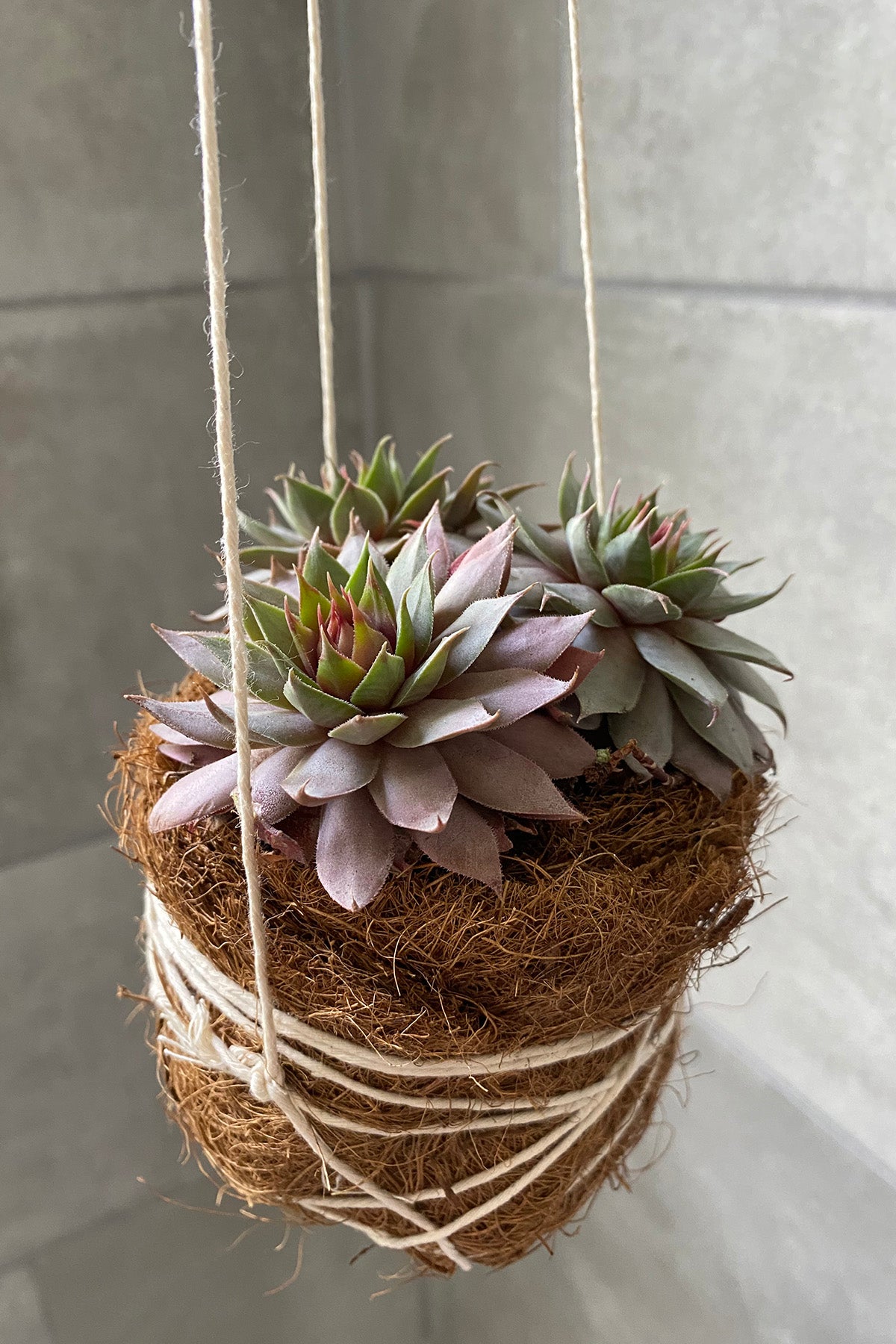 succulents nashville tn Garden Workshops & Plant Craft | Nashville, TN