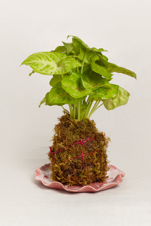 Kokedama Plate for Plants